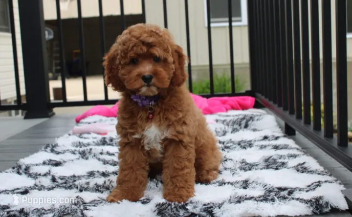 Phoebe  – Cockapoo puppy for sale in Millersburg, OH
