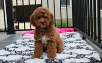 Phoebe , a female Cockapoo for sale in Millersburg, OH – 1 of 7