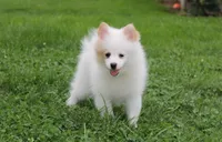 Luna, a female Pomeranian for sale in Millersburg, OH – 4 of 9