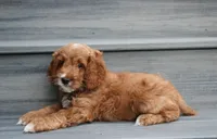 Logan, a male Cockapoo for sale in Millersburg, OH – 3 of 7