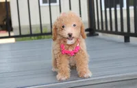 Kalila, a female Bichpoo for sale in Millersburg, OH – 2 of 5