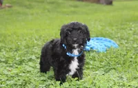 Ranger, a male Yorkipoo for sale in Millersburg, OH – 2 of 10