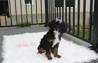 Amber , a female Poodle - Miniature  for sale in Millersburg, OH – 3 of 4