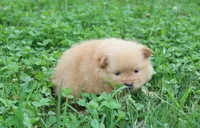 Finn, a male Pomeranian for sale in Millersburg, OH – 3 of 7