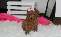 Sierra , a female Poodle - Miniature  for sale in Millersburg, OH – 5 of 7
