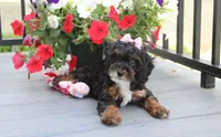 Athena , a female Poodle - Miniature  for sale in Millersburg, OH – 3 of 9