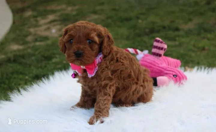 Destiny , a female Cavapoo for sale in Millersburg, OH – Photo 1 of 7