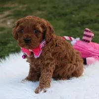 Destiny , a female Cavapoo for sale in Millersburg, OH – Photo 1 of 7