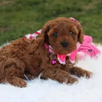 Destiny , a female Cavapoo for sale in Millersburg, OH – Photo 7 of 7