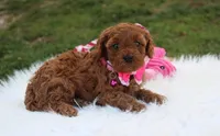 Destiny , a female Cavapoo for sale in Millersburg, OH – Photo 7 of 7