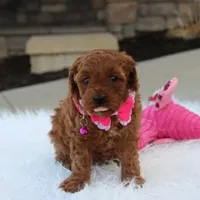 Destiny , a female Cavapoo for sale in Millersburg, OH – Photo 3 of 7