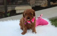Destiny , a female Cavapoo for sale in Millersburg, OH – Photo 3 of 7