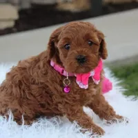 Destiny , a female Cavapoo for sale in Millersburg, OH – Photo 5 of 7