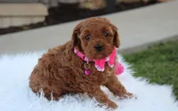 Destiny , a female Cavapoo for sale in Millersburg, OH – Photo 5 of 7