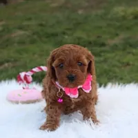 Destiny , a female Cavapoo for sale in Millersburg, OH – Photo 6 of 7