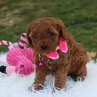 Destiny , a female Cavapoo for sale in Millersburg, OH – Photo 2 of 7
