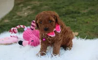 Destiny , a female Cavapoo for sale in Millersburg, OH – Photo 2 of 7
