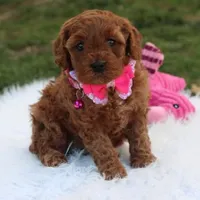 Destiny , a female Cavapoo for sale in Millersburg, OH – Photo 4 of 7