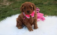 Destiny , a female Cavapoo for sale in Millersburg, OH – Photo 4 of 7