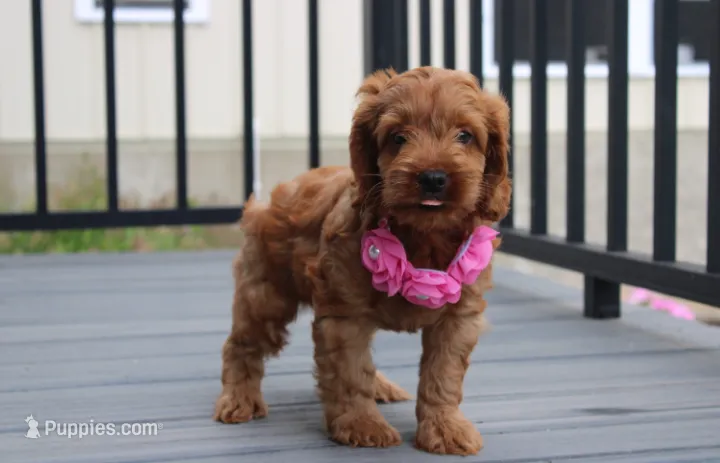 Lyra – Cockapoo puppy for sale in Millersburg, OH