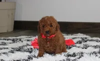 Sammy, a male Poodle - Miniature  for sale in Millersburg, OH – 4 of 9