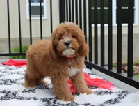 Lenny , a male Cavapoo for sale in Millersburg, OH – 5 of 5