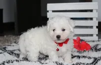 Kayson , a male Bichon Frise for sale in Millersburg, OH – 6 of 10