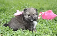 Jazzy, a female Pomeranian for sale in Millersburg, OH – 5 of 10