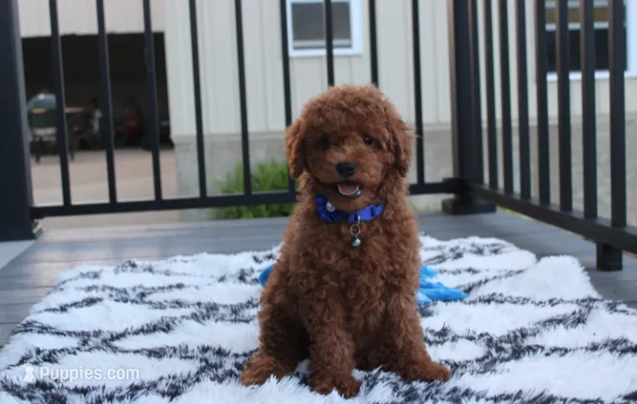 Simba – Poodle - Miniature  puppy for sale in Millersburg, OH
