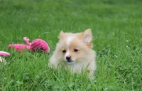 Lexi, a female Pomeranian for sale in Millersburg, OH – 5 of 6