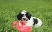 Ryder, a male Yorkipoo for sale in Millersburg, OH – 7 of 10