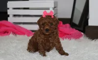 Sally, a female Poodle - Miniature  for sale in Millersburg, OH – 7 of 9
