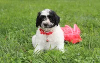 Ryder, a male Yorkipoo for sale in Millersburg, OH – 10 of 10