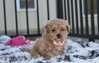 Kaya, a female Maltipoo for sale in Millersburg, OH – 5 of 5