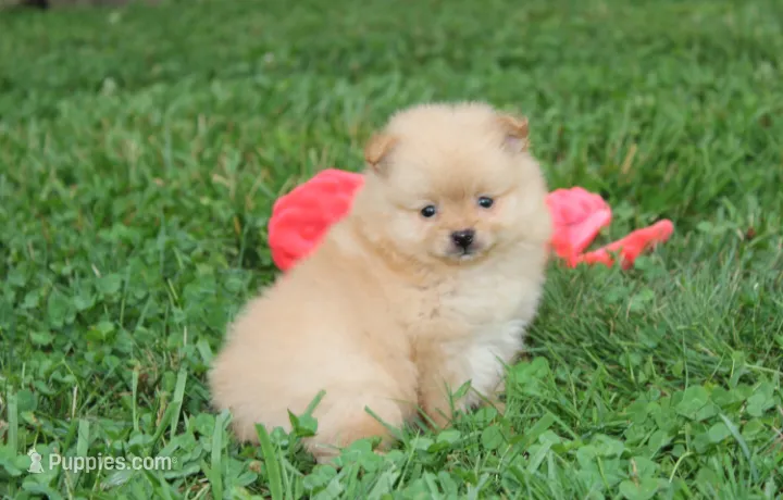 Finn – Pomeranian puppy for sale in Millersburg, OH