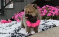 Zoey, a female Pomeranian for sale in Millersburg, OH – 6 of 10