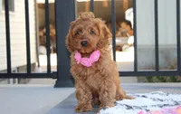 Lyra, a female Cockapoo for sale in Millersburg, OH – 5 of 10