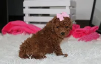 Sasha , a female Poodle - Miniature  for sale in Millersburg, OH – 4 of 9