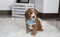 Lance , a male Cavapoo for sale in Millersburg, OH – Photo 5 of 9