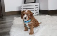 Lance , a male Cavapoo for sale in Millersburg, OH – Photo 9 of 9