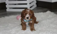 Lance , a male Cavapoo for sale in Millersburg, OH – Photo 4 of 9