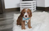 Lance , a male Cavapoo for sale in Millersburg, OH – Photo 6 of 9