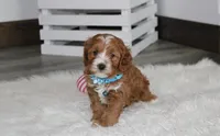 Lance , a male Cavapoo for sale in Millersburg, OH – Photo 8 of 9