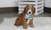 Lance , a male Cavapoo for sale in Millersburg, OH – Photo 7 of 9