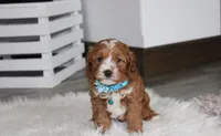 Lance , a male Cavapoo for sale in Millersburg, OH – Photo 2 of 9