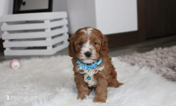 Lance  – Cavapoo puppy on hold in Millersburg, OH