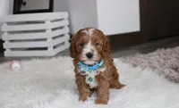 Lance , a male Cavapoo for sale in Millersburg, OH – Photo 1 of 9