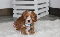 Lance , a male Cavapoo for sale in Millersburg, OH – Photo 3 of 9