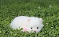 Heather , a female Pomeranian for sale in Millersburg, OH – 3 of 9