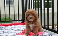 Lenny , a male Cavapoo for sale in Millersburg, OH – 2 of 5